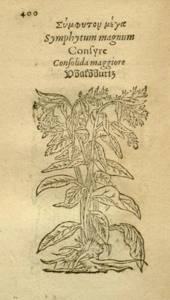An illustration from Plantarum effigies /e? Leonartho Fuschio, ac quinque diuersis linguis redditae ..., 1549, leaf 423
