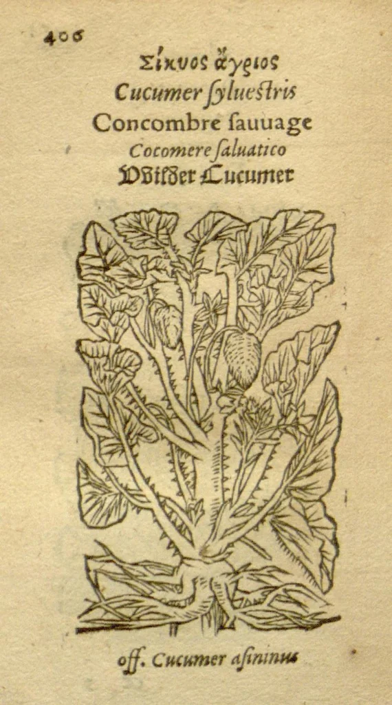 An illustration from Plantarum effigies /e? Leonartho Fuschio, ac quinque diuersis linguis redditae ..., 1549, leaf 429