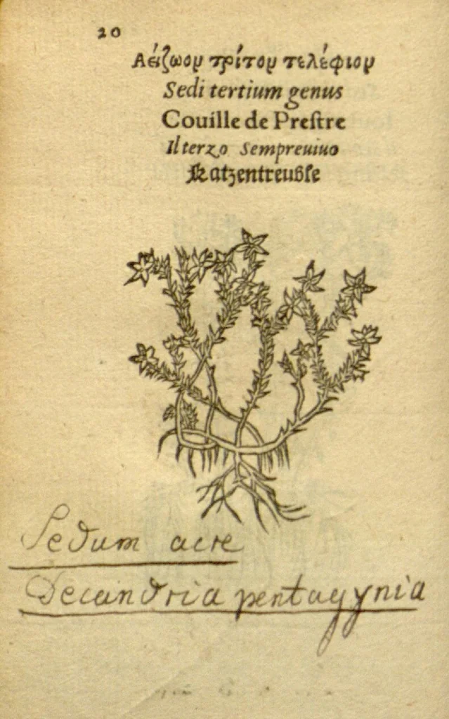 An illustration from Plantarum effigies /e? Leonartho Fuschio, ac quinque diuersis linguis redditae ..., 1549, leaf 43