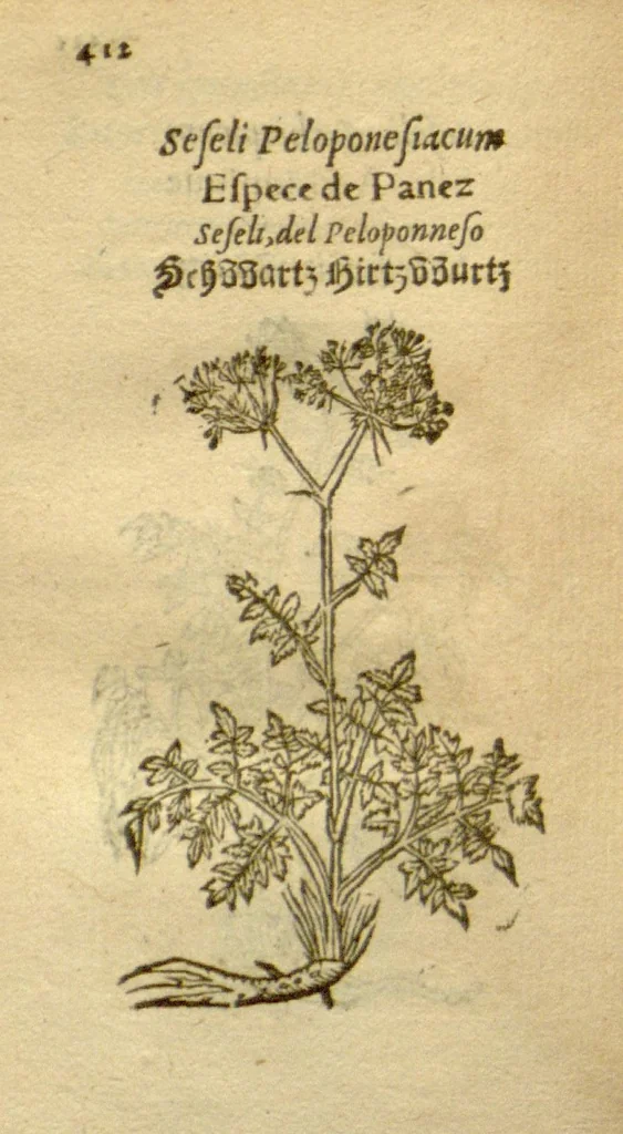 An illustration from Plantarum effigies /e? Leonartho Fuschio, ac quinque diuersis linguis redditae ..., 1549, leaf 435