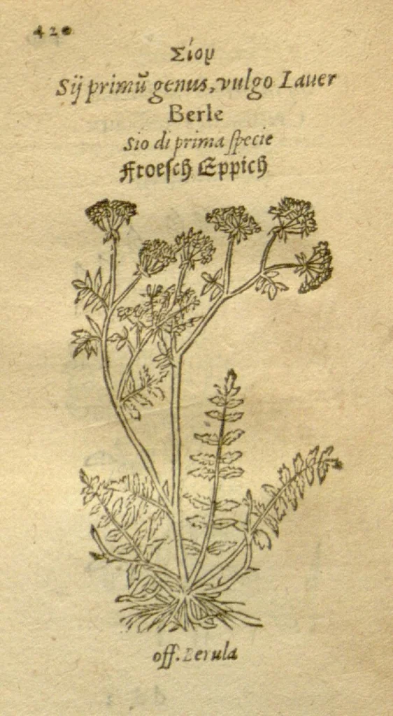 An illustration from Plantarum effigies /e? Leonartho Fuschio, ac quinque diuersis linguis redditae ..., 1549, leaf 443