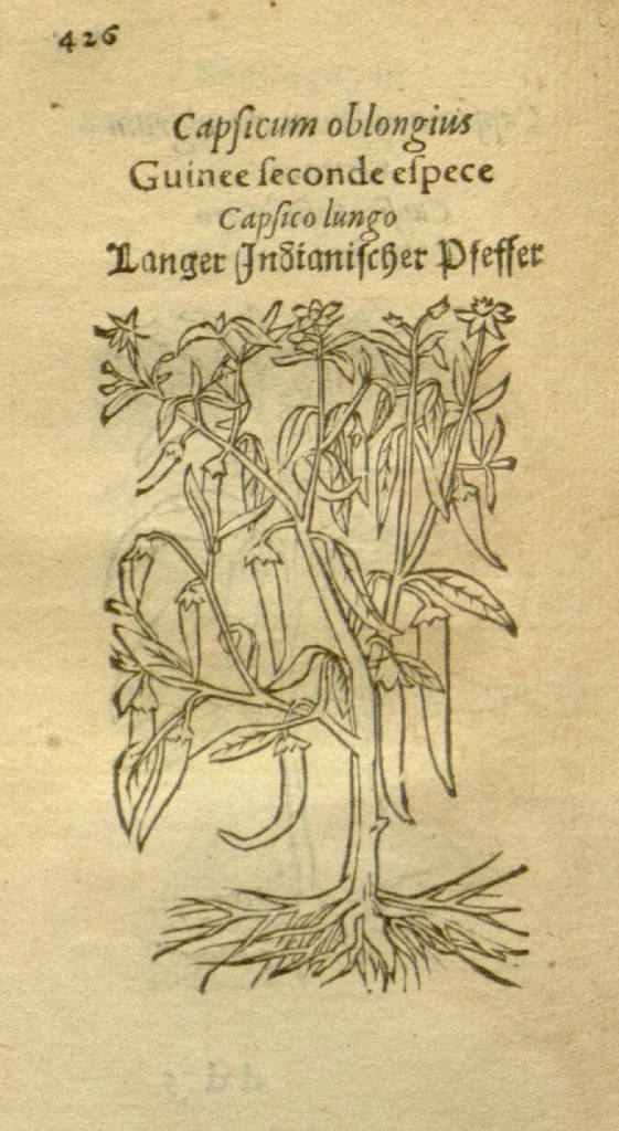An illustration from Plantarum effigies /e? Leonartho Fuschio, ac quinque diuersis linguis redditae ..., 1549, leaf 449