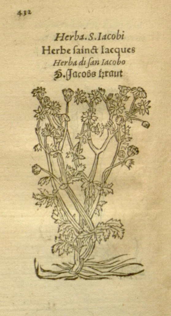 An illustration from Plantarum effigies /e? Leonartho Fuschio, ac quinque diuersis linguis redditae ..., 1549, leaf 455