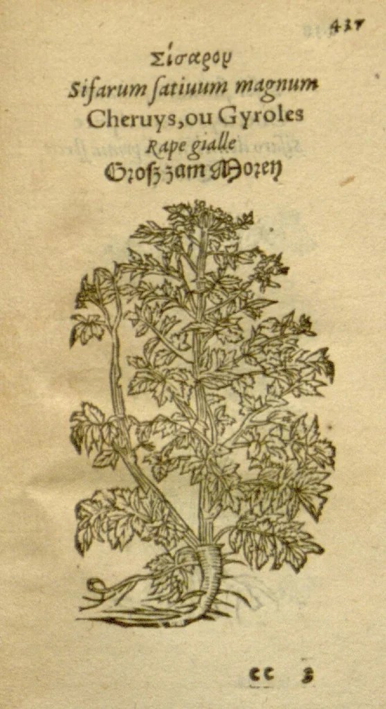 An illustration from Plantarum effigies /e? Leonartho Fuschio, ac quinque diuersis linguis redditae ..., 1549, leaf 460