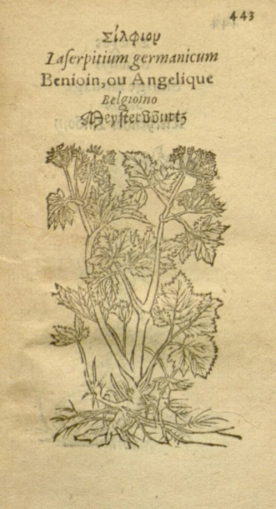 An illustration from Plantarum effigies /e? Leonartho Fuschio, ac quinque diuersis linguis redditae ..., 1549, leaf 466
