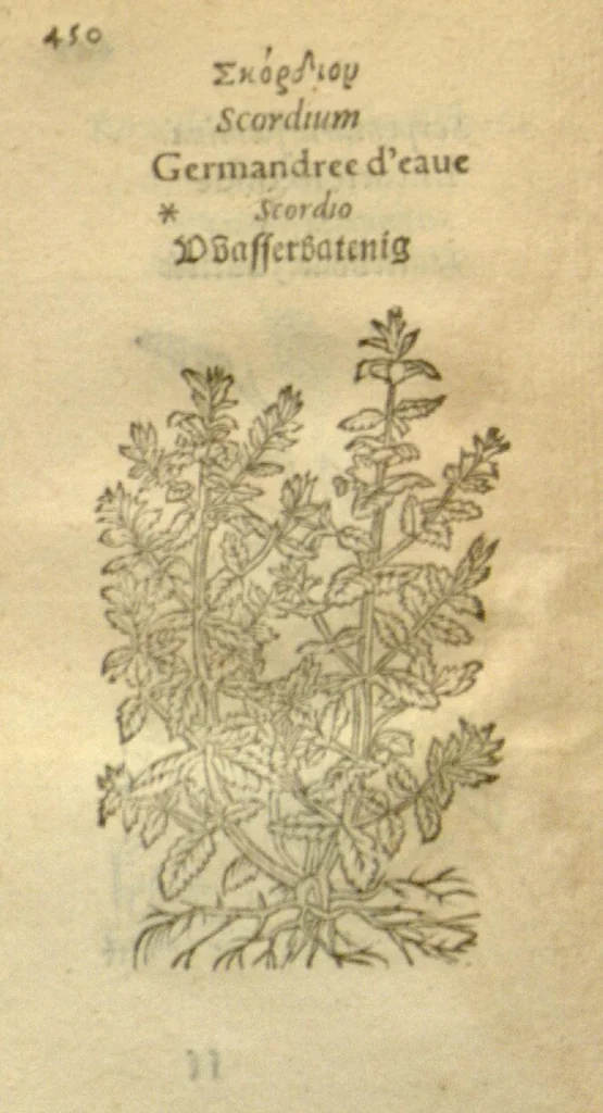 An illustration from Plantarum effigies /e? Leonartho Fuschio, ac quinque diuersis linguis redditae ..., 1549, leaf 473