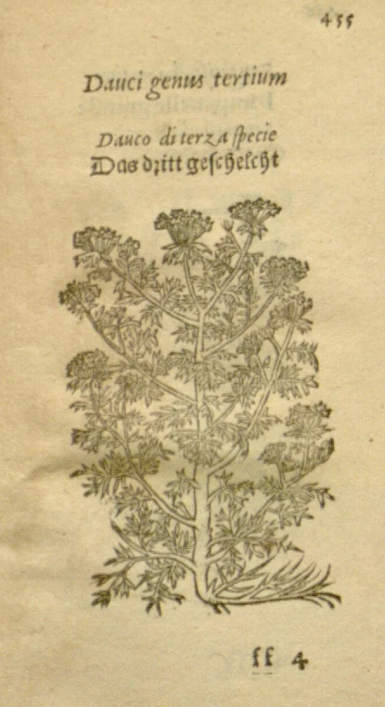An illustration from Plantarum effigies /e? Leonartho Fuschio, ac quinque diuersis linguis redditae ..., 1549, leaf 478