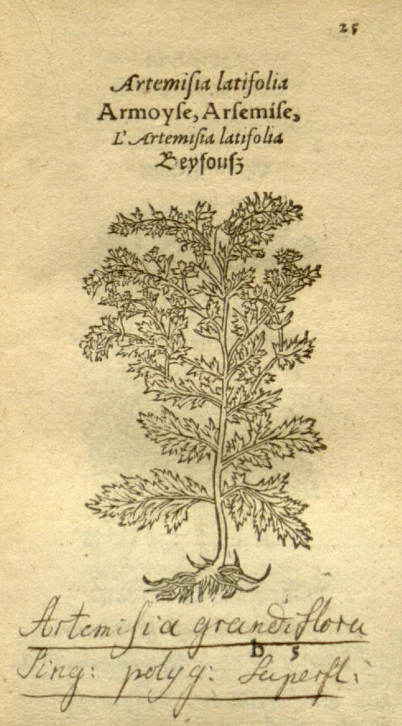 An illustration from Plantarum effigies /e? Leonartho Fuschio, ac quinque diuersis linguis redditae ..., 1549, leaf 48