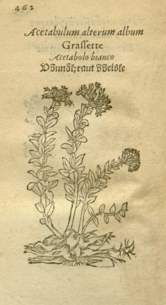 An illustration from Plantarum effigies /e? Leonartho Fuschio, ac quinque diuersis linguis redditae ..., 1549, leaf 485