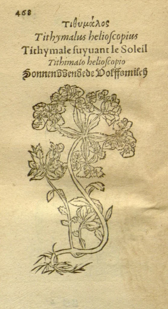 An illustration from Plantarum effigies /e? Leonartho Fuschio, ac quinque diuersis linguis redditae ..., 1549, leaf 491