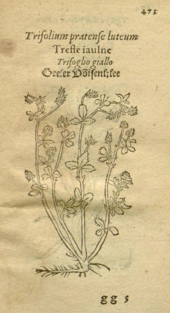 An illustration from Plantarum effigies /e? Leonartho Fuschio, ac quinque diuersis linguis redditae ..., 1549, leaf 496