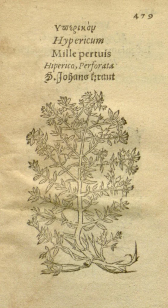 An illustration from Plantarum effigies /e? Leonartho Fuschio, ac quinque diuersis linguis redditae ..., 1549, leaf 502