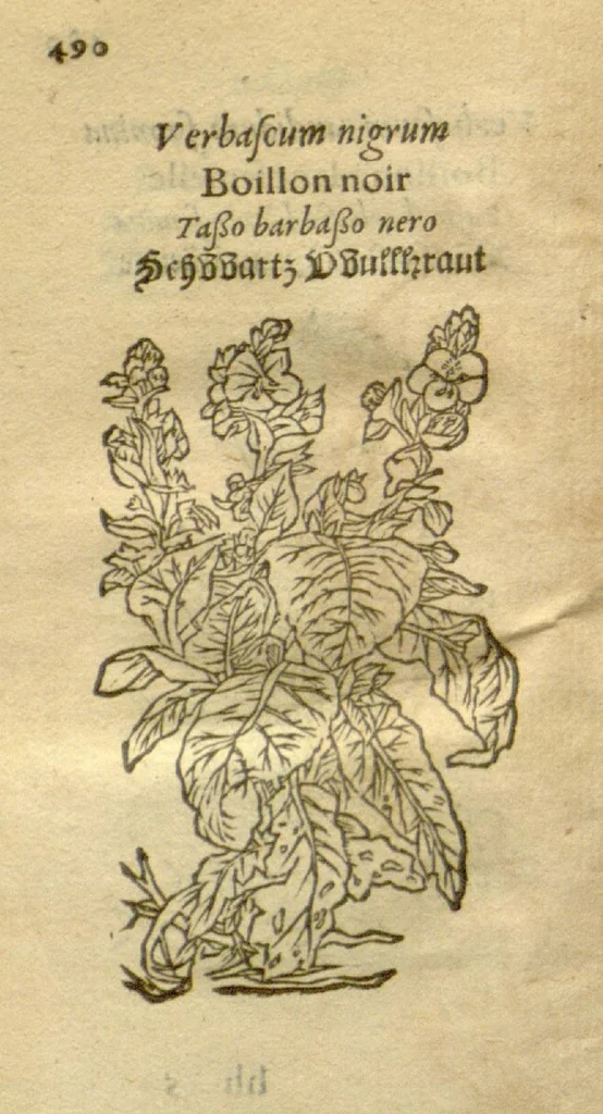 An illustration from Plantarum effigies /e? Leonartho Fuschio, ac quinque diuersis linguis redditae ..., 1549, leaf 513