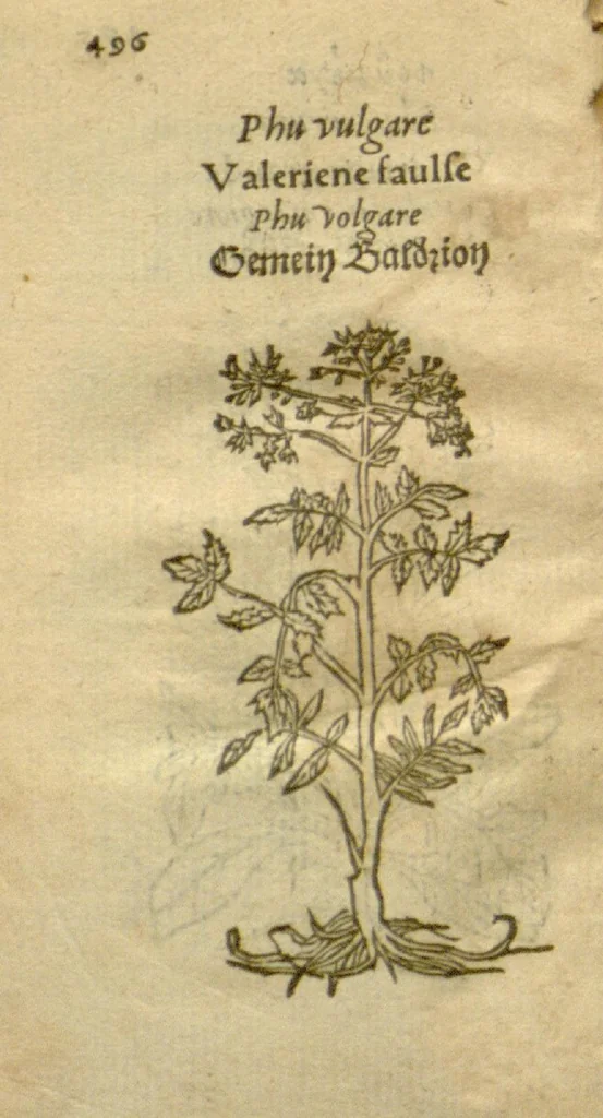 An illustration from Plantarum effigies /e? Leonartho Fuschio, ac quinque diuersis linguis redditae ..., 1549, leaf 519