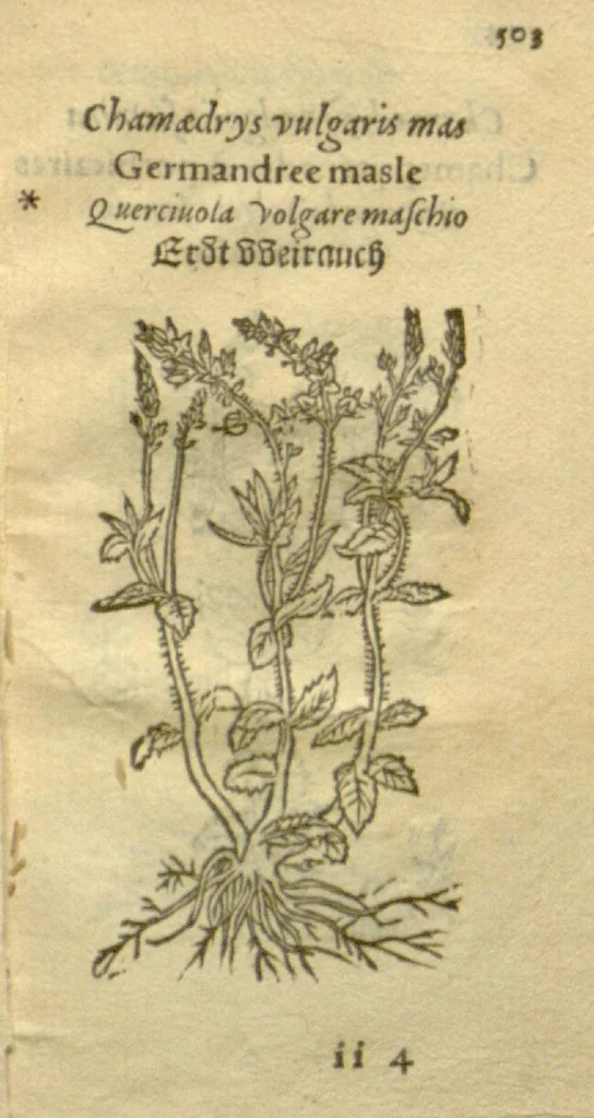 An illustration from Plantarum effigies /e? Leonartho Fuschio, ac quinque diuersis linguis redditae ..., 1549, leaf 526