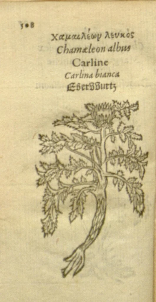 An illustration from Plantarum effigies /e? Leonartho Fuschio, ac quinque diuersis linguis redditae ..., 1549, leaf 531