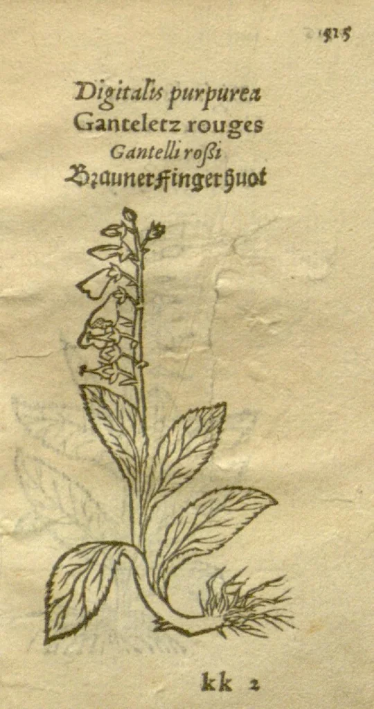 An illustration from Plantarum effigies /e? Leonartho Fuschio, ac quinque diuersis linguis redditae ..., 1549, leaf 538
