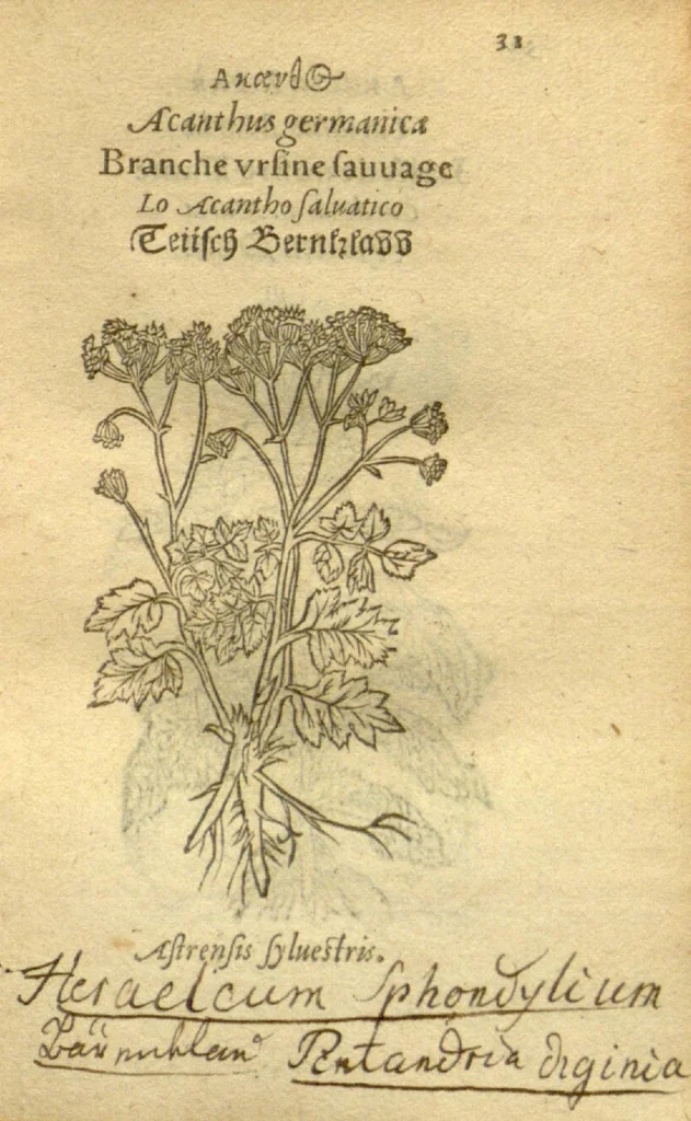 An illustration from Plantarum effigies /e? Leonartho Fuschio, ac quinque diuersis linguis redditae ..., 1549, leaf 54