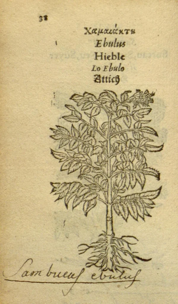 An illustration from Plantarum effigies /e? Leonartho Fuschio, ac quinque diuersis linguis redditae ..., 1549, leaf 61
