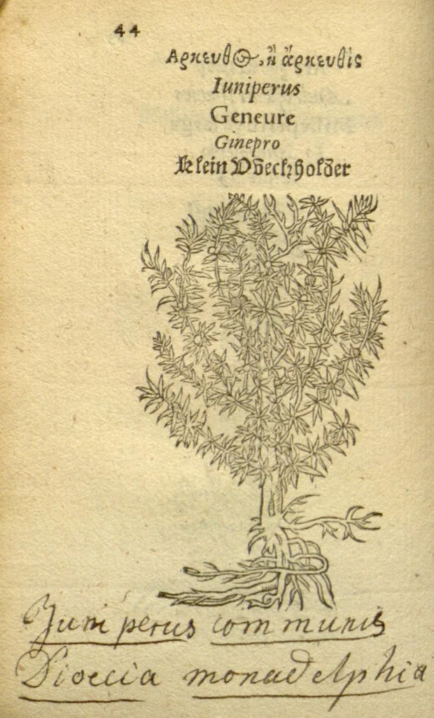 An illustration from Plantarum effigies /e? Leonartho Fuschio, ac quinque diuersis linguis redditae ..., 1549, leaf 67