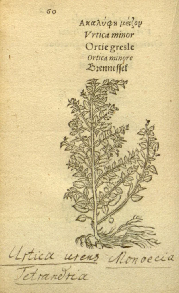 An illustration from Plantarum effigies /e? Leonartho Fuschio, ac quinque diuersis linguis redditae ..., 1549, leaf 83