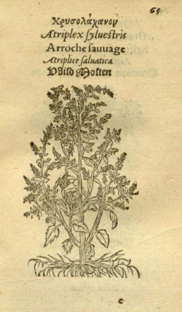 An illustration from Plantarum effigies /e? Leonartho Fuschio, ac quinque diuersis linguis redditae ..., 1549, leaf 88