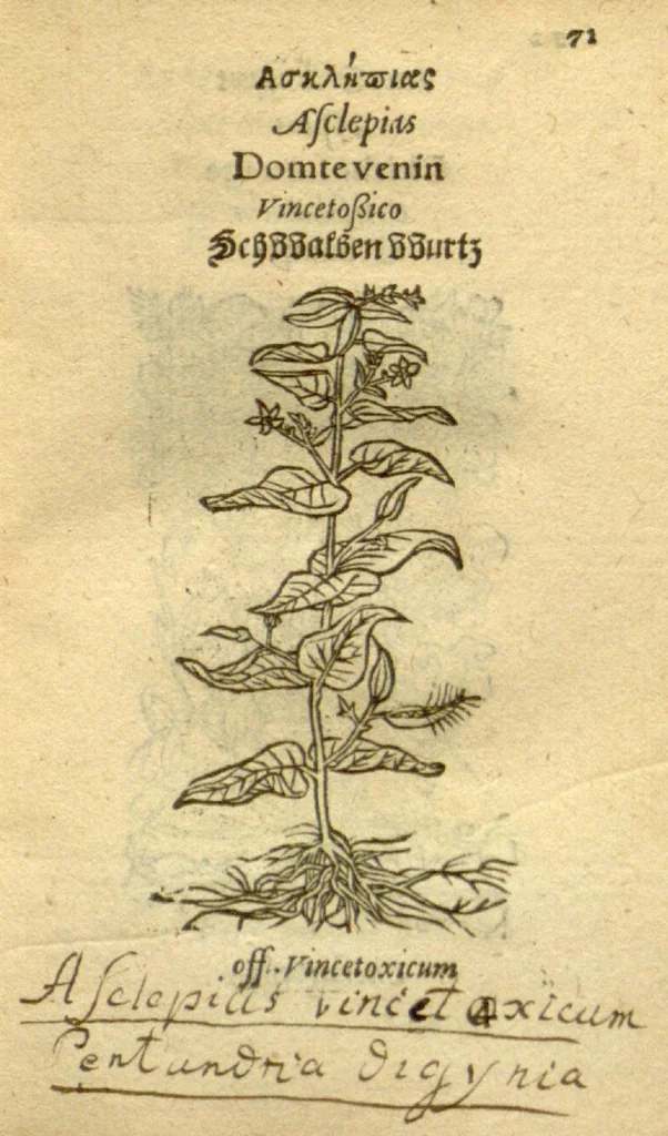 An illustration from Plantarum effigies /e? Leonartho Fuschio, ac quinque diuersis linguis redditae ..., 1549, leaf 94