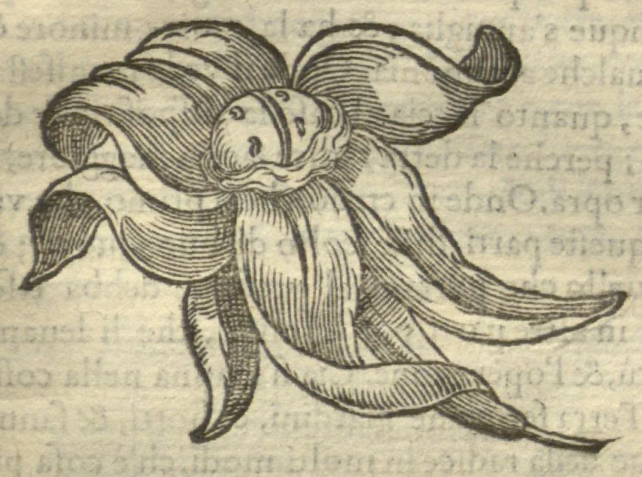 An illustration from Delle cose che vengono portate dall'Indie Occidentali pertinenti all'uso della medicina /raccolte & trattate dal Dottor Nicolo? Monardes .. ? novamente recata dalla Spagnola nella nostra lingua Italiana ? dove ancho si tratta de' Veneni, & della lor cura., 1575, leaf 257
