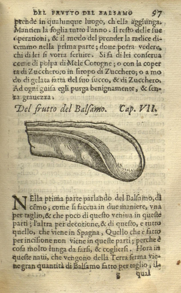 An illustration from Delle cose che vengono portate dall'Indie Occidentali pertinenti all'uso della medicina /raccolte & trattate dal Dottor Nicolo? Monardes .. ? novamente recata dalla Spagnola nella nostra lingua Italiana ? dove ancho si tratta de' Veneni, & della lor cura., 1575, leaf 259