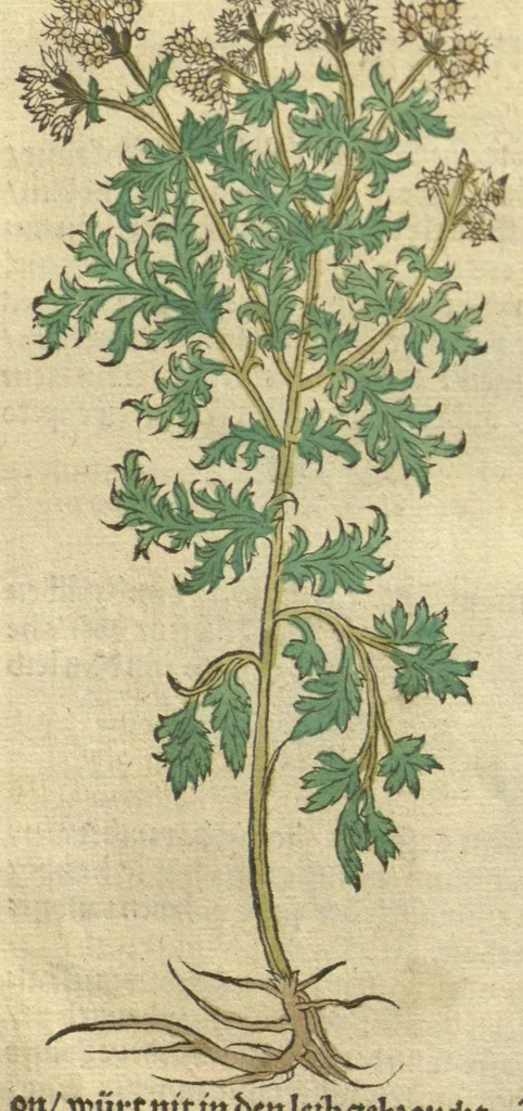 An illustration from Kreu?ter Buch, darin Underscheid, Wu?rckung und Namen der Kreu?ter so in Deutschen Landen wachsen ?auch der selbigen eigentlicher und wolgegru?ndter gebrauch inn der Artznei fleissig dargeben, Leibs Gesundheit zu behalten und zu fu?rderen seer nutzlich und tro?stlich, vorab dem gemeinen einfaltigen man /durch H. Hieronymum Bock aus langwiriger und gewisser erfarung beschriben und jetzund von newem fleissig u?bersehen, gebessert und gemehret, dazu mit hu?pschen artigen Figuren allenthalben gezieret., 1546, leaf 123