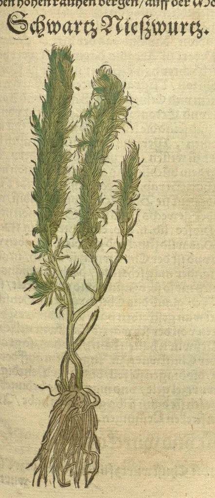 An illustration from Kreu?ter Buch, darin Underscheid, Wu?rckung und Namen der Kreu?ter so in Deutschen Landen wachsen ?auch der selbigen eigentlicher und wolgegru?ndter gebrauch inn der Artznei fleissig dargeben, Leibs Gesundheit zu behalten und zu fu?rderen seer nutzlich und tro?stlich, vorab dem gemeinen einfaltigen man /durch H. Hieronymum Bock aus langwiriger und gewisser erfarung beschriben und jetzund von newem fleissig u?bersehen, gebessert und gemehret, dazu mit hu?pschen artigen Figuren allenthalben gezieret., 1546, leaf 338