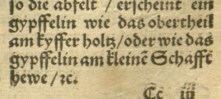 An illustration from Kreu?ter Buch, darin Underscheid, Wu?rckung und Namen der Kreu?ter so in Deutschen Landen wachsen ?auch der selbigen eigentlicher und wolgegru?ndter gebrauch inn der Artznei fleissig dargeben, Leibs Gesundheit zu behalten und zu fu?rderen seer nutzlich und tro?stlich, vorab dem gemeinen einfaltigen man /durch H. Hieronymum Bock aus langwiriger und gewisser erfarung beschriben und jetzund von newem fleissig u?bersehen, gebessert und gemehret, dazu mit hu?pschen artigen Figuren allenthalben gezieret., 1546, leaf 338