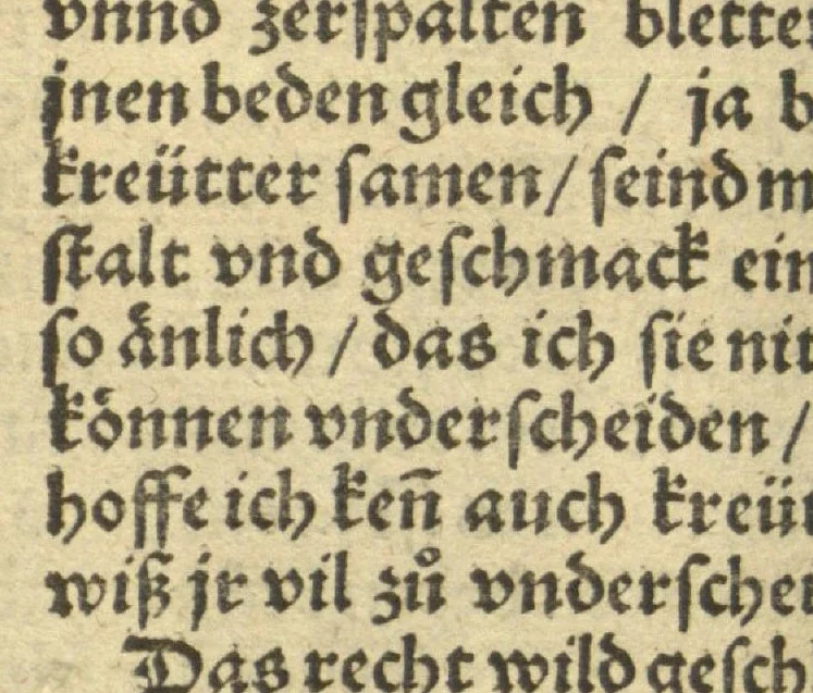An illustration from Kreu?ter Buch, darin Underscheid, Wu?rckung und Namen der Kreu?ter so in Deutschen Landen wachsen ?auch der selbigen eigentlicher und wolgegru?ndter gebrauch inn der Artznei fleissig dargeben, Leibs Gesundheit zu behalten und zu fu?rderen seer nutzlich und tro?stlich, vorab dem gemeinen einfaltigen man /durch H. Hieronymum Bock aus langwiriger und gewisser erfarung beschriben und jetzund von newem fleissig u?bersehen, gebessert und gemehret, dazu mit hu?pschen artigen Figuren allenthalben gezieret., 1546, leaf 365