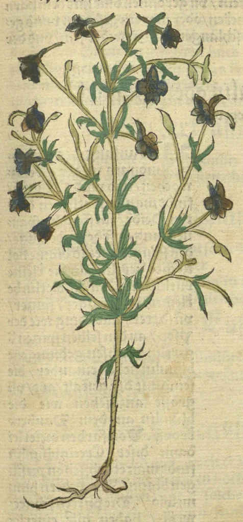 An illustration from Kreu?ter Buch, darin Underscheid, Wu?rckung und Namen der Kreu?ter so in Deutschen Landen wachsen ?auch der selbigen eigentlicher und wolgegru?ndter gebrauch inn der Artznei fleissig dargeben, Leibs Gesundheit zu behalten und zu fu?rderen seer nutzlich und tro?stlich, vorab dem gemeinen einfaltigen man /durch H. Hieronymum Bock aus langwiriger und gewisser erfarung beschriben und jetzund von newem fleissig u?bersehen, gebessert und gemehret, dazu mit hu?pschen artigen Figuren allenthalben gezieret., 1546, leaf 464