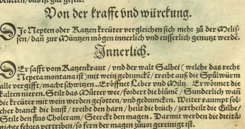 An illustration from Kreu?ter Buch, darin Underscheid, Wu?rckung und Namen der Kreu?ter so in Deutschen Landen wachsen ?auch der selbigen eigentlicher und wolgegru?ndter gebrauch inn der Artznei fleissig dargeben, Leibs Gesundheit zu behalten und zu fu?rderen seer nutzlich und tro?stlich, vorab dem gemeinen einfaltigen man /durch H. Hieronymum Bock aus langwiriger und gewisser erfarung beschriben und jetzund von newem fleissig u?bersehen, gebessert und gemehret, dazu mit hu?pschen artigen Figuren allenthalben gezieret., 1546, leaf 50