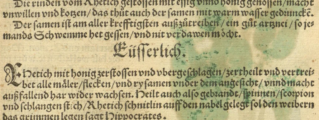 An illustration from Kreu?ter Buch, darin Underscheid, Wu?rckung und Namen der Kreu?ter so in Deutschen Landen wachsen ?auch der selbigen eigentlicher und wolgegru?ndter gebrauch inn der Artznei fleissig dargeben, Leibs Gesundheit zu behalten und zu fu?rderen seer nutzlich und tro?stlich, vorab dem gemeinen einfaltigen man /durch H. Hieronymum Bock aus langwiriger und gewisser erfarung beschriben und jetzund von newem fleissig u?bersehen, gebessert und gemehret, dazu mit hu?pschen artigen Figuren allenthalben gezieret., 1546, leaf 592