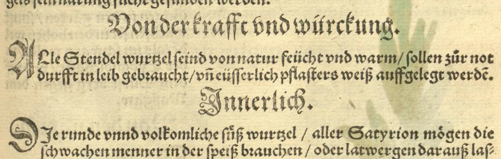 An illustration from Kreu?ter Buch, darin Underscheid, Wu?rckung und Namen der Kreu?ter so in Deutschen Landen wachsen ?auch der selbigen eigentlicher und wolgegru?ndter gebrauch inn der Artznei fleissig dargeben, Leibs Gesundheit zu behalten und zu fu?rderen seer nutzlich und tro?stlich, vorab dem gemeinen einfaltigen man /durch H. Hieronymum Bock aus langwiriger und gewisser erfarung beschriben und jetzund von newem fleissig u?bersehen, gebessert und gemehret, dazu mit hu?pschen artigen Figuren allenthalben gezieret., 1546, leaf 630