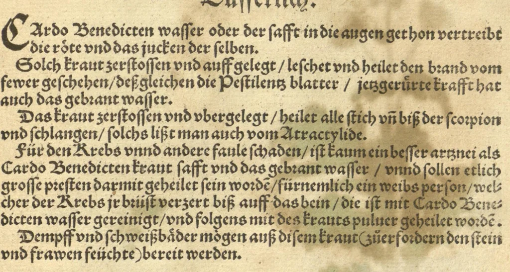 An illustration from Kreu?ter Buch, darin Underscheid, Wu?rckung und Namen der Kreu?ter so in Deutschen Landen wachsen ?auch der selbigen eigentlicher und wolgegru?ndter gebrauch inn der Artznei fleissig dargeben, Leibs Gesundheit zu behalten und zu fu?rderen seer nutzlich und tro?stlich, vorab dem gemeinen einfaltigen man /durch H. Hieronymum Bock aus langwiriger und gewisser erfarung beschriben und jetzund von newem fleissig u?bersehen, gebessert und gemehret, dazu mit hu?pschen artigen Figuren allenthalben gezieret., 1546, leaf 687