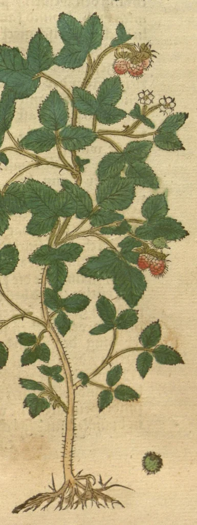 An illustration from Kreu?ter Buch, darin Underscheid, Wu?rckung und Namen der Kreu?ter so in Deutschen Landen wachsen ?auch der selbigen eigentlicher und wolgegru?ndter gebrauch inn der Artznei fleissig dargeben, Leibs Gesundheit zu behalten und zu fu?rderen seer nutzlich und tro?stlich, vorab dem gemeinen einfaltigen man /durch H. Hieronymum Bock aus langwiriger und gewisser erfarung beschriben und jetzund von newem fleissig u?bersehen, gebessert und gemehret, dazu mit hu?pschen artigen Figuren allenthalben gezieret., 1546, leaf 776