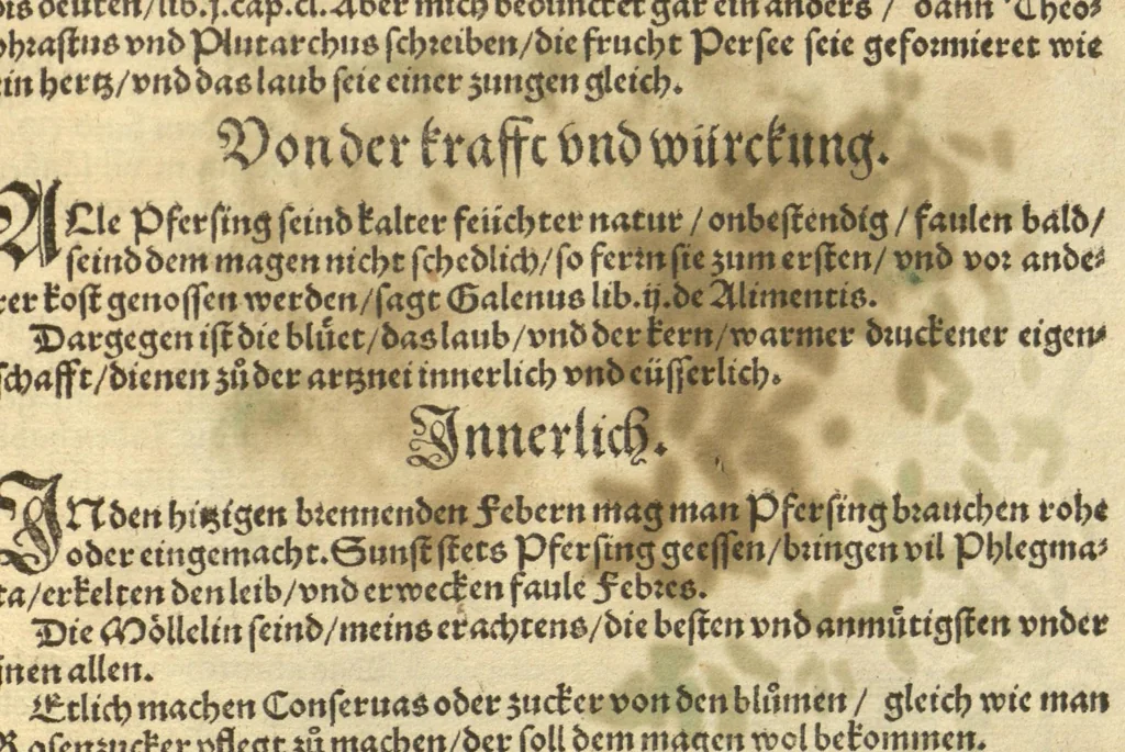 An illustration from Kreu?ter Buch, darin Underscheid, Wu?rckung und Namen der Kreu?ter so in Deutschen Landen wachsen ?auch der selbigen eigentlicher und wolgegru?ndter gebrauch inn der Artznei fleissig dargeben, Leibs Gesundheit zu behalten und zu fu?rderen seer nutzlich und tro?stlich, vorab dem gemeinen einfaltigen man /durch H. Hieronymum Bock aus langwiriger und gewisser erfarung beschriben und jetzund von newem fleissig u?bersehen, gebessert und gemehret, dazu mit hu?pschen artigen Figuren allenthalben gezieret., 1546, leaf 818