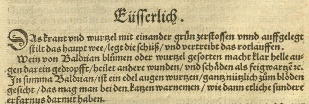 An illustration from Kreu?ter Buch, darin Underscheid, Wu?rckung und Namen der Kreu?ter so in Deutschen Landen wachsen ?auch der selbigen eigentlicher und wolgegru?ndter gebrauch inn der Artznei fleissig dargeben, Leibs Gesundheit zu behalten und zu fu?rderen seer nutzlich und tro?stlich, vorab dem gemeinen einfaltigen man /durch H. Hieronymum Bock aus langwiriger und gewisser erfarung beschriben und jetzund von newem fleissig u?bersehen, gebessert und gemehret, dazu mit hu?pschen artigen Figuren allenthalben gezieret., 1546, leaf 84