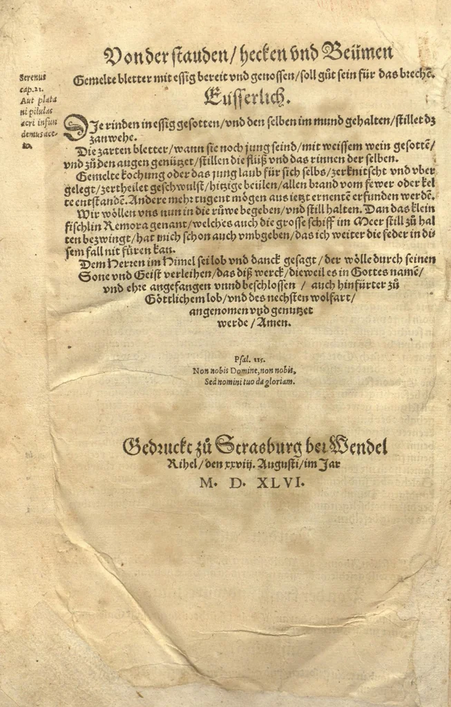 An illustration from Kreu?ter Buch, darin Underscheid, Wu?rckung und Namen der Kreu?ter so in Deutschen Landen wachsen ?auch der selbigen eigentlicher und wolgegru?ndter gebrauch inn der Artznei fleissig dargeben, Leibs Gesundheit zu behalten und zu fu?rderen seer nutzlich und tro?stlich, vorab dem gemeinen einfaltigen man /durch H. Hieronymum Bock aus langwiriger und gewisser erfarung beschriben und jetzund von newem fleissig u?bersehen, gebessert und gemehret, dazu mit hu?pschen artigen Figuren allenthalben gezieret., 1546, leaf 889