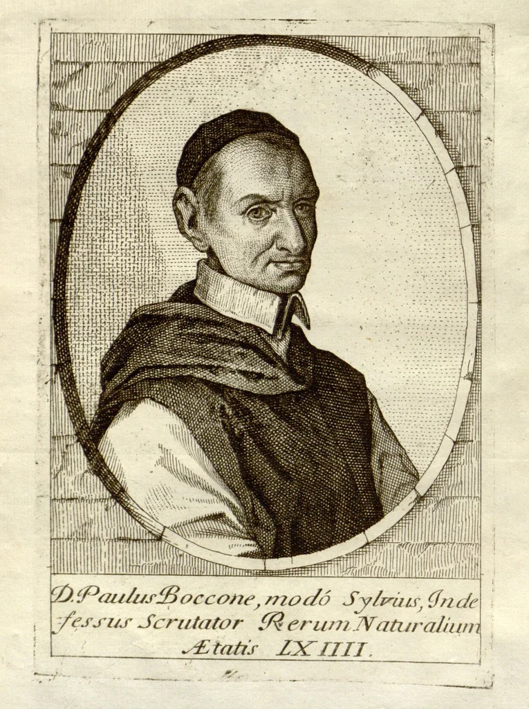 An illustration from Museo di piante rare della Sicilia, Malta, Corsica, Italia, Piemonte, e Germania ... ?con l'Appendix ad libros de plantis Andreae Caesalpini, e varie osservazioni curiose con sue figure in rame /di don Paolo Boccone ..., 1697, leaf 1