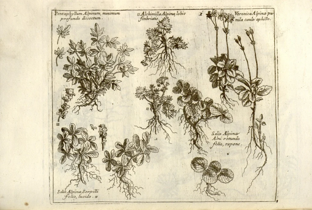 An illustration from Museo di piante rare della Sicilia, Malta, Corsica, Italia, Piemonte, e Germania ... ?con l'Appendix ad libros de plantis Andreae Caesalpini, e varie osservazioni curiose con sue figure in rame /di don Paolo Boccone ..., 1697, leaf 207