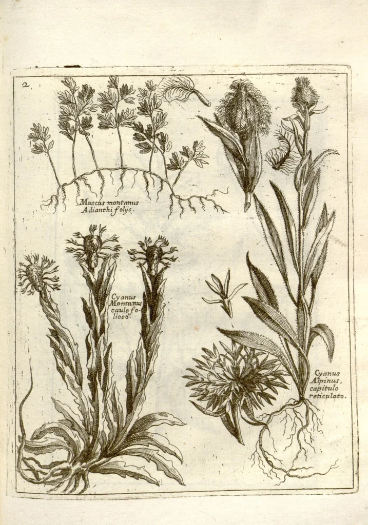 An illustration from Museo di piante rare della Sicilia, Malta, Corsica, Italia, Piemonte, e Germania ... ?con l'Appendix ad libros de plantis Andreae Caesalpini, e varie osservazioni curiose con sue figure in rame /di don Paolo Boccone ..., 1697, leaf 208