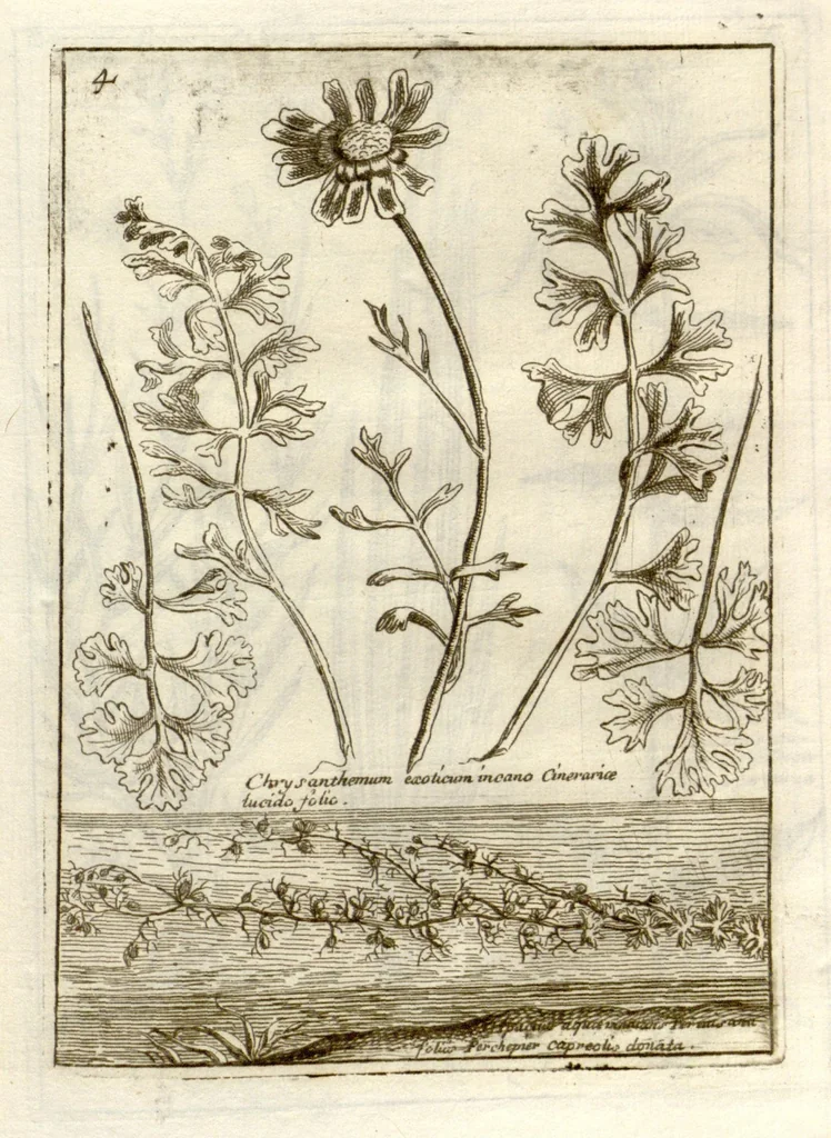 An illustration from Museo di piante rare della Sicilia, Malta, Corsica, Italia, Piemonte, e Germania ... ?con l'Appendix ad libros de plantis Andreae Caesalpini, e varie osservazioni curiose con sue figure in rame /di don Paolo Boccone ..., 1697, leaf 210