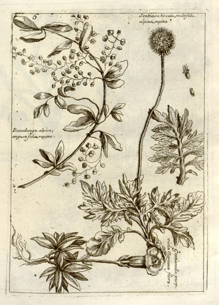 An illustration from Museo di piante rare della Sicilia, Malta, Corsica, Italia, Piemonte, e Germania ... ?con l'Appendix ad libros de plantis Andreae Caesalpini, e varie osservazioni curiose con sue figure in rame /di don Paolo Boccone ..., 1697, leaf 212
