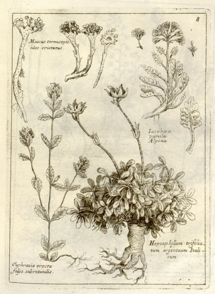 An illustration from Museo di piante rare della Sicilia, Malta, Corsica, Italia, Piemonte, e Germania ... ?con l'Appendix ad libros de plantis Andreae Caesalpini, e varie osservazioni curiose con sue figure in rame /di don Paolo Boccone ..., 1697, leaf 214