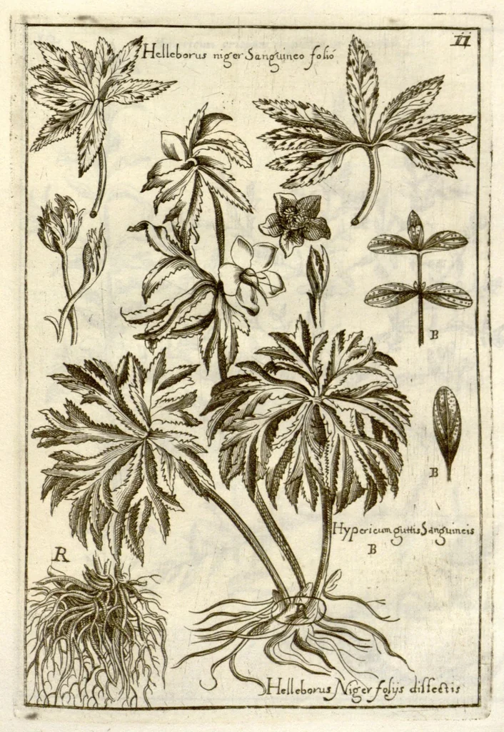 An illustration from Museo di piante rare della Sicilia, Malta, Corsica, Italia, Piemonte, e Germania ... ?con l'Appendix ad libros de plantis Andreae Caesalpini, e varie osservazioni curiose con sue figure in rame /di don Paolo Boccone ..., 1697, leaf 217