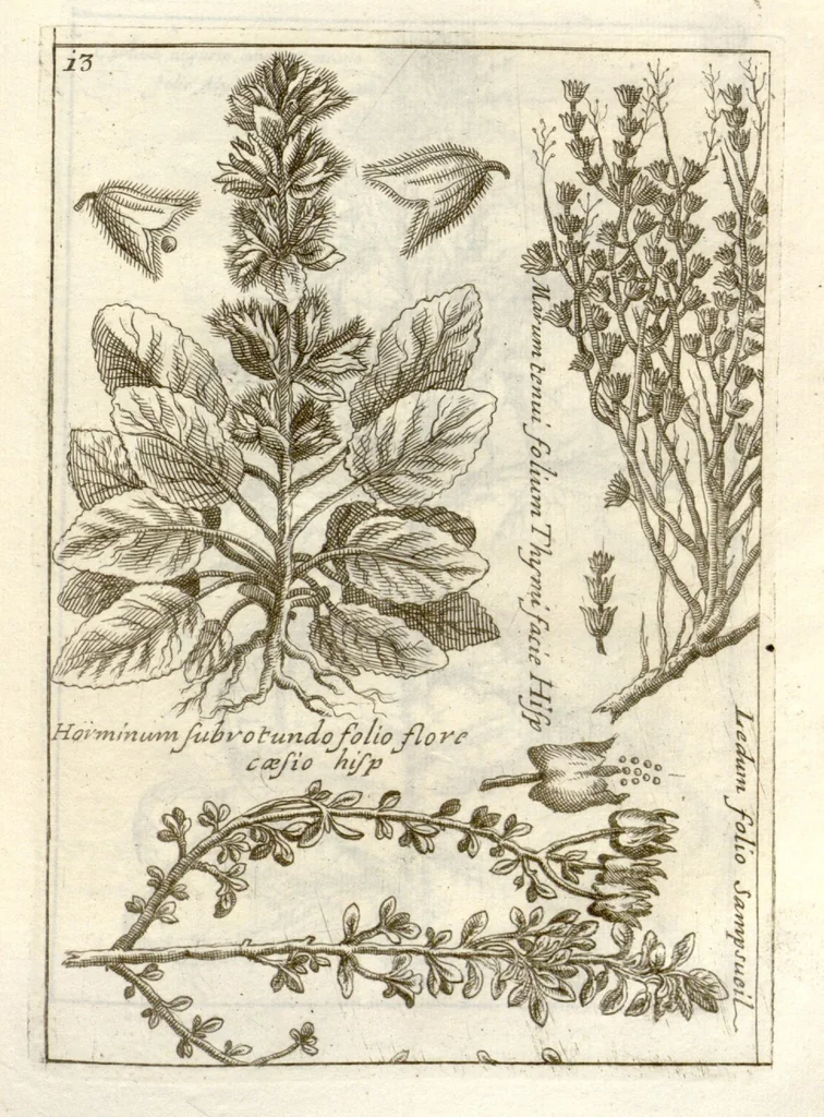 An illustration from Museo di piante rare della Sicilia, Malta, Corsica, Italia, Piemonte, e Germania ... ?con l'Appendix ad libros de plantis Andreae Caesalpini, e varie osservazioni curiose con sue figure in rame /di don Paolo Boccone ..., 1697, leaf 219